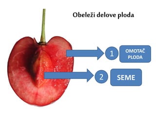 Obeleži delove ploda
1
2
OMOTAČ
PLODA
SEME
 
