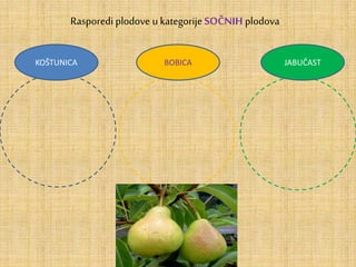 Rasporedi plodove u kategorije SOČNIH plodova
KOŠTUNICA BOBICA JABUČAST
 