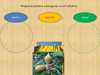 Rasporedi plodove u kategorije sušnih plodova
ORAŠICA MAHUNA ČAURA
 