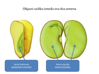 Objasni razliku između ova dva semena
Seme kukuruza
MONOKOTILEDONO
Seme pasulja
DIKOTILEDONO
 