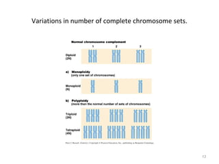 Variations in number of complete chromosome sets.
13
 