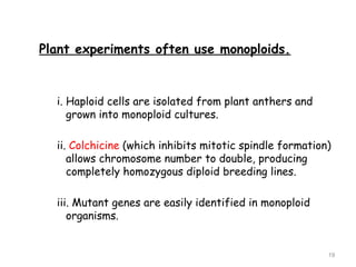 Plant experiments often use monoploids.
i. Haploid cells are isolated from plant anthers and
grown into monoploid cultures.
ii. Colchicine (which inhibits mitotic spindle formation)
allows chromosome number to double, producing
completely homozygous diploid breeding lines.
iii. Mutant genes are easily identified in monoploid
organisms.
19
 