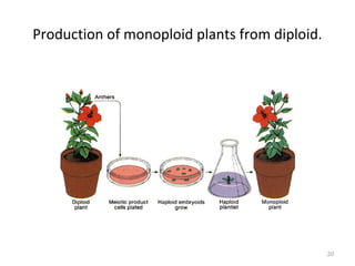 Production of monoploid plants from diploid.
20
 