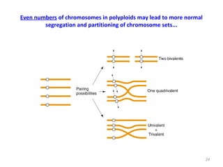 Even numbers of chromosomes in polyploids may lead to more normal
segregation and partitioning of chromosome sets...
24
 