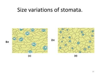 Size variations of stomata.
30
 