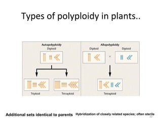Types of polyploidy in plants..
32
Additional sets identical to parents Hybridization of closely related species; often sterile
 