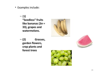 • Examples include:
– (1)
“Seedless” fruits
like bananas (3n =
33), grapes and
watermelons.
– (2) Grasses,
garden flowers,
crop plants and
forest trees
35
 