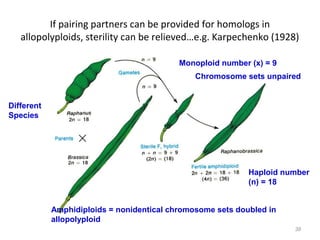 If pairing partners can be provided for homologs in
allopolyploids, sterility can be relieved…e.g. Karpechenko (1928)
38
Amphidiploids = nonidentical chromosome sets doubled in
allopolyploid
Haploid number
(n) = 18
Monoploid number (x) = 9
Chromosome sets unpaired
Different
Species
 