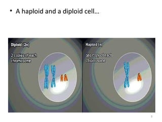 • A haploid and a diploid cell…
5
 