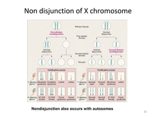 Non disjunction of X chromosome
52
Nondisjunction also occurs with autosomes
 