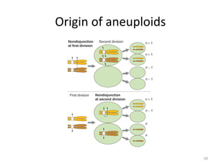 Origin of aneuploids
55
 