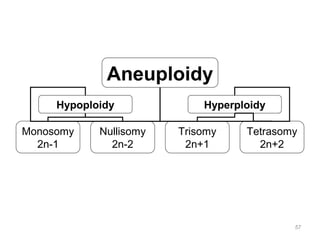 Aneuploidy
Hypoploidy Hyperploidy
Monosomy
2n-1
Nullisomy
2n-2
Trisomy
2n+1
Tetrasomy
2n+2
57
 
