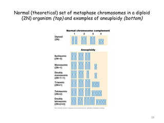 Normal (theoretical) set of metaphase chromosomes in a diploid
(2N) organism (top) and examples of aneuploidy (bottom)
58
 