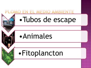•Tubos de escape
•Animales

•Fitoplancton

 