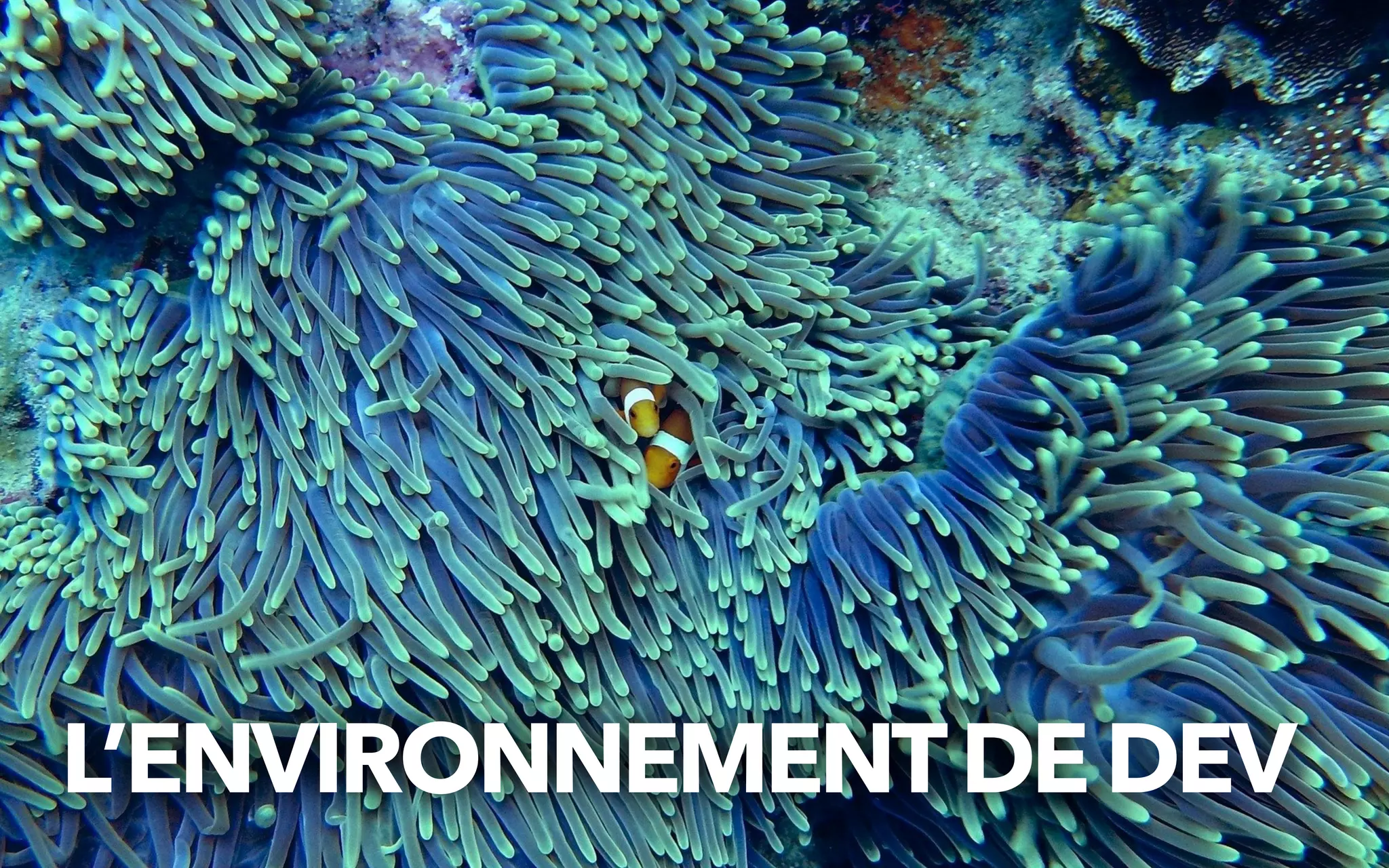L’ENVIRONNEMENTDE DEV
 