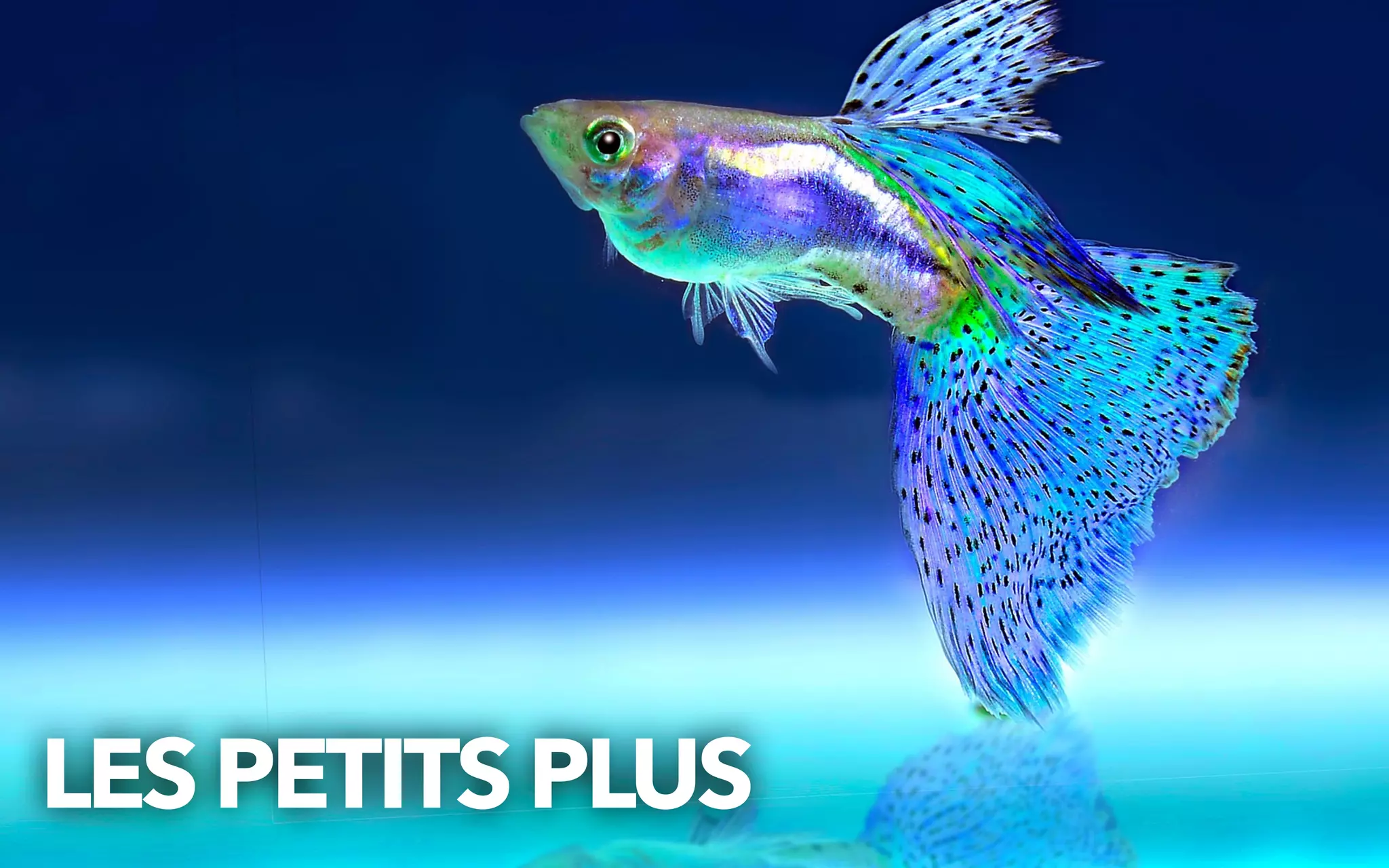 LESPETITSPLUS
 