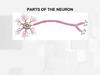 PARTS OF THE NEURON
 