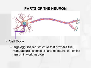 PARTS OF THE NEURON
• Cell Body
– large egg-shaped structure that provides fuel,
manufactures chemicals, and maintains the entire
neuron in working order
 