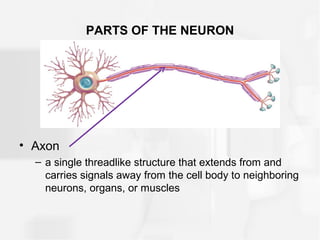 PARTS OF THE NEURON
• Axon
– a single threadlike structure that extends from and
carries signals away from the cell body to neighboring
neurons, organs, or muscles
 