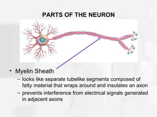 PARTS OF THE NEURON
• Myelin Sheath
– looks like separate tubelike segments composed of
fatty material that wraps around and insulates an axon
– prevents interference from electrical signals generated
in adjacent axons
 