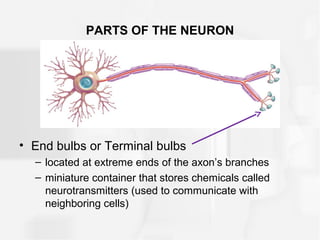 PARTS OF THE NEURON
• End bulbs or Terminal bulbs
– located at extreme ends of the axon’s branches
– miniature container that stores chemicals called
neurotransmitters (used to communicate with
neighboring cells)
 