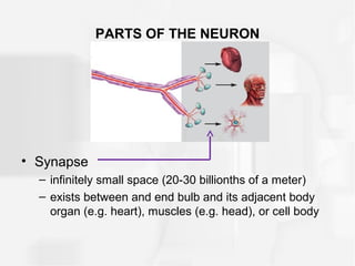 PARTS OF THE NEURON
• Synapse
– infinitely small space (20-30 billionths of a meter)
– exists between and end bulb and its adjacent body
organ (e.g. heart), muscles (e.g. head), or cell body
 