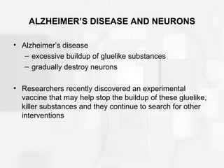 ALZHEIMER’S DISEASE AND NEURONS
• Alzheimer’s disease
– excessive buildup of gluelike substances
– gradually destroy neurons
• Researchers recently discovered an experimental
vaccine that may help stop the buildup of these gluelike,
killer substances and they continue to search for other
interventions
 
