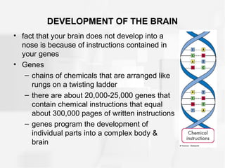 DEVELOPMENT OF THE BRAIN
• fact that your brain does not develop into a
nose is because of instructions contained in
your genes
• Genes
– chains of chemicals that are arranged like
rungs on a twisting ladder
– there are about 20,000-25,000 genes that
contain chemical instructions that equal
about 300,000 pages of written instructions
– genes program the development of
individual parts into a complex body &
brain
 