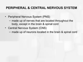 PERIPHERAL & CENTRAL NERVOUS SYSTEM
• Peripheral Nervous System (PNS)
– made up of nerves that are located throughout the
body, except in the brain & spinal cord
• Central Nervous System (CNS)
– made up of neurons located in the brain & spinal cord
 