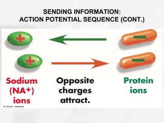 SENDING INFORMATION:
ACTION POTENTIAL SEQUENCE (CONT.)
 
