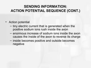 SENDING INFORMATION:
ACTION POTENTIAL SEQUENCE (CONT.)
• Action potential
– tiny electric current that is generated when the
positive sodium ions rush inside the axon
– enormous increase of sodium ions inside the axon
causes the inside of the axon to reverse its charge
– inside becomes positive and outside becomes
negative
 