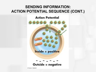 SENDING INFORMATION:
ACTION POTENTIAL SEQUENCE (CONT.)
 