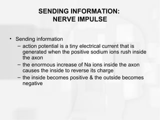 SENDING INFORMATION:
NERVE IMPULSE
• Sending information
– action potential is a tiny electrical current that is
generated when the positive sodium ions rush inside
the axon
– the enormous increase of Na ions inside the axon
causes the inside to reverse its charge
– the inside becomes positive & the outside becomes
negative
 