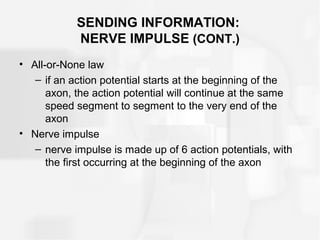 SENDING INFORMATION:
NERVE IMPULSE (CONT.)
• All-or-None law
– if an action potential starts at the beginning of the
axon, the action potential will continue at the same
speed segment to segment to the very end of the
axon
• Nerve impulse
– nerve impulse is made up of 6 action potentials, with
the first occurring at the beginning of the axon
 