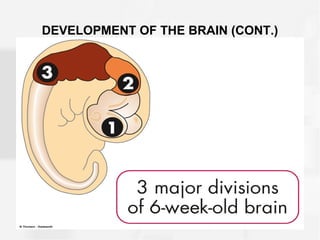 DEVELOPMENT OF THE BRAIN (CONT.)
 