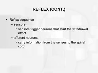 REFLEX (CONT.)
• Reflex sequence
– sensors
• sensors trigger neurons that start the withdrawal
effect
– afferent neurons
• carry information from the senses to the spinal
cord
 