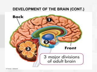 DEVELOPMENT OF THE BRAIN (CONT.)
 