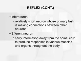 REFLEX (CONT.)
– Interneuron
• relatively short neuron whose primary task
is making connections between other
neurons
– Efferent neuron
• carry information away from the spinal cord
to produce responses in various muscles
and organs throughout the body
 