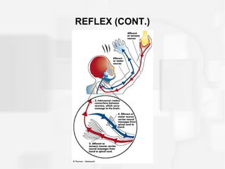REFLEX (CONT.)
 