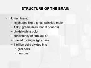 STRUCTURE OF THE BRAIN
• Human brain:
– is shaped like a small wrinkled melon
– 1,350 grams (less than 3 pounds)
– pinkish-white color
– consistency of firm Jell-O
– Fueled by sugar (glucose)
– 1 trillion cells divided into
• glial cells
• neurons
 
