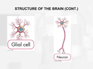STRUCTURE OF THE BRAIN (CONT.)
 
