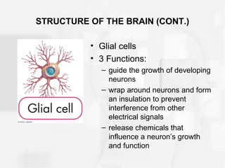 STRUCTURE OF THE BRAIN (CONT.)
• Glial cells
• 3 Functions:
– guide the growth of developing
neurons
– wrap around neurons and form
an insulation to prevent
interference from other
electrical signals
– release chemicals that
influence a neuron’s growth
and function
 