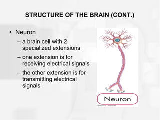 STRUCTURE OF THE BRAIN (CONT.)
• Neuron
– a brain cell with 2
specialized extensions
– one extension is for
receiving electrical signals
– the other extension is for
transmitting electrical
signals
 