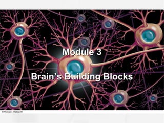 Module 3Module 3
Brain’s Building BlocksBrain’s Building Blocks
 