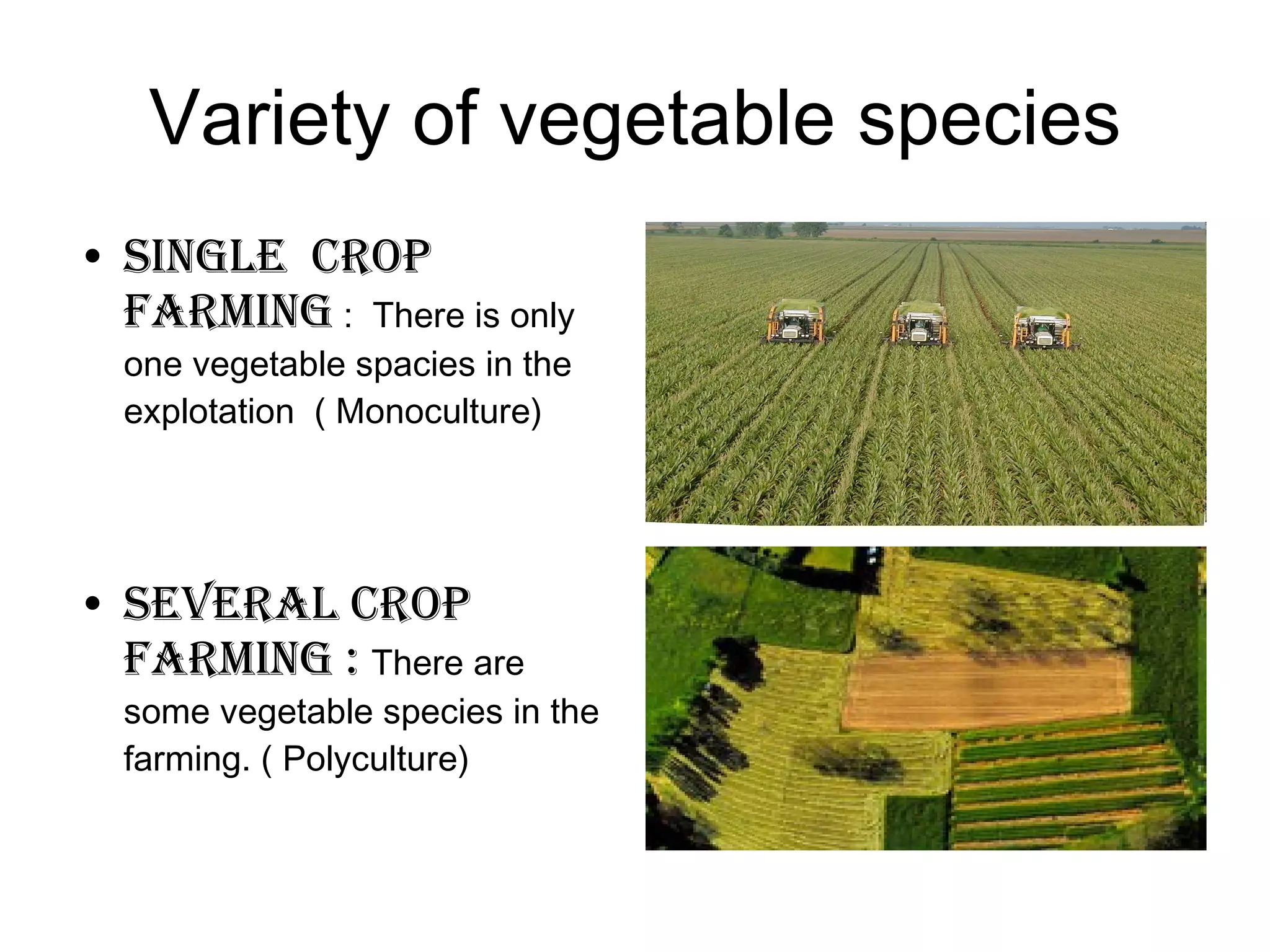 Variety of vegetable species Single  crop farming  :  There is only one vegetable spacies in the explotation  ( Monoculture) Several crop farming :  There are  some vegetable species in the farming. ( Polyculture) 