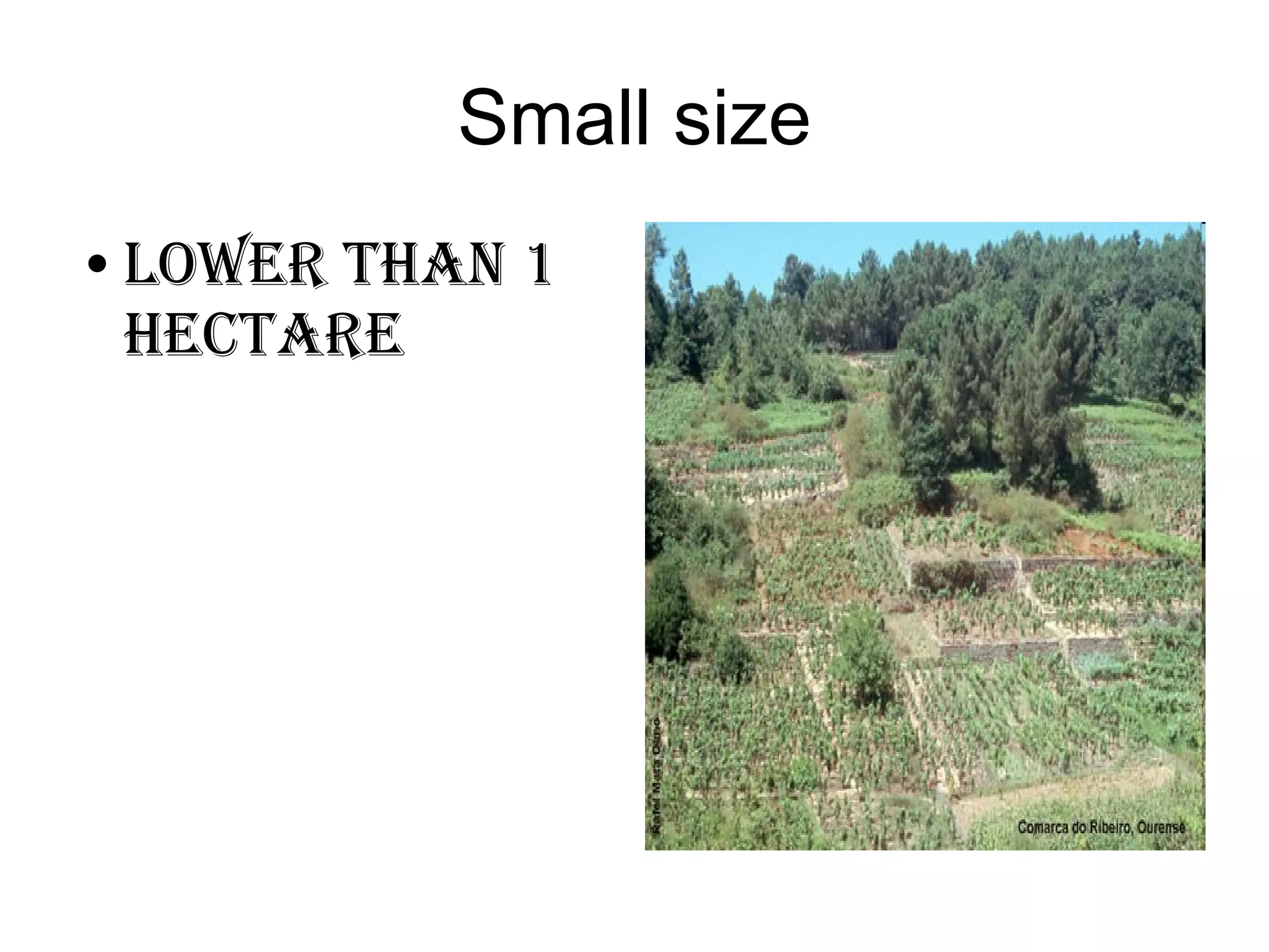 Small size Lower than 1 hectare 