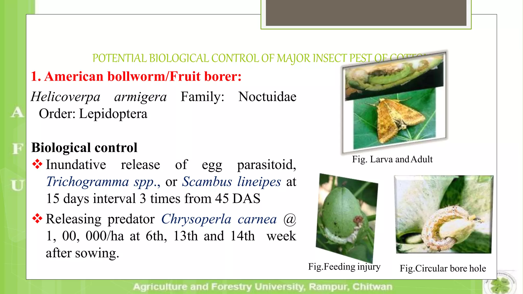 POTENTIAL BIOLOGICAL CONTROL OF MAJOR INSECT PEST OF COTTON
1. American bollworm/Fruit borer:
Helicoverpa armigera Family: Noctuidae
Order: Lepidoptera
Biological control
Inundative release of egg parasitoid,
Trichogramma spp., or Scambus lineipes at
15 days interval 3 times from 45 DAS
Releasing predator Chrysoperla carnea @
1, 00, 000/ha at 6th, 13th and 14th week
after sowing.
Fig.Feeding injury Fig.Circular bore hole
Fig. Larva andAdult
 