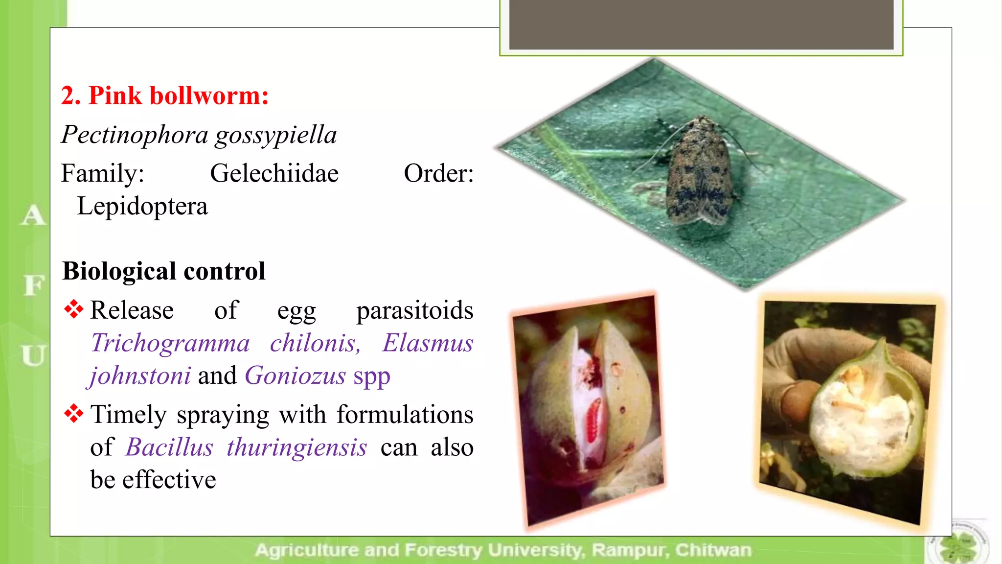 2. Pink bollworm:
Pectinophora gossypiella
Family: Gelechiidae Order:
Lepidoptera
Biological control
Release of egg parasitoids
Trichogramma chilonis, Elasmus
johnstoni and Goniozus spp
Timely spraying with formulations
of Bacillus thuringiensis can also
be effective
 