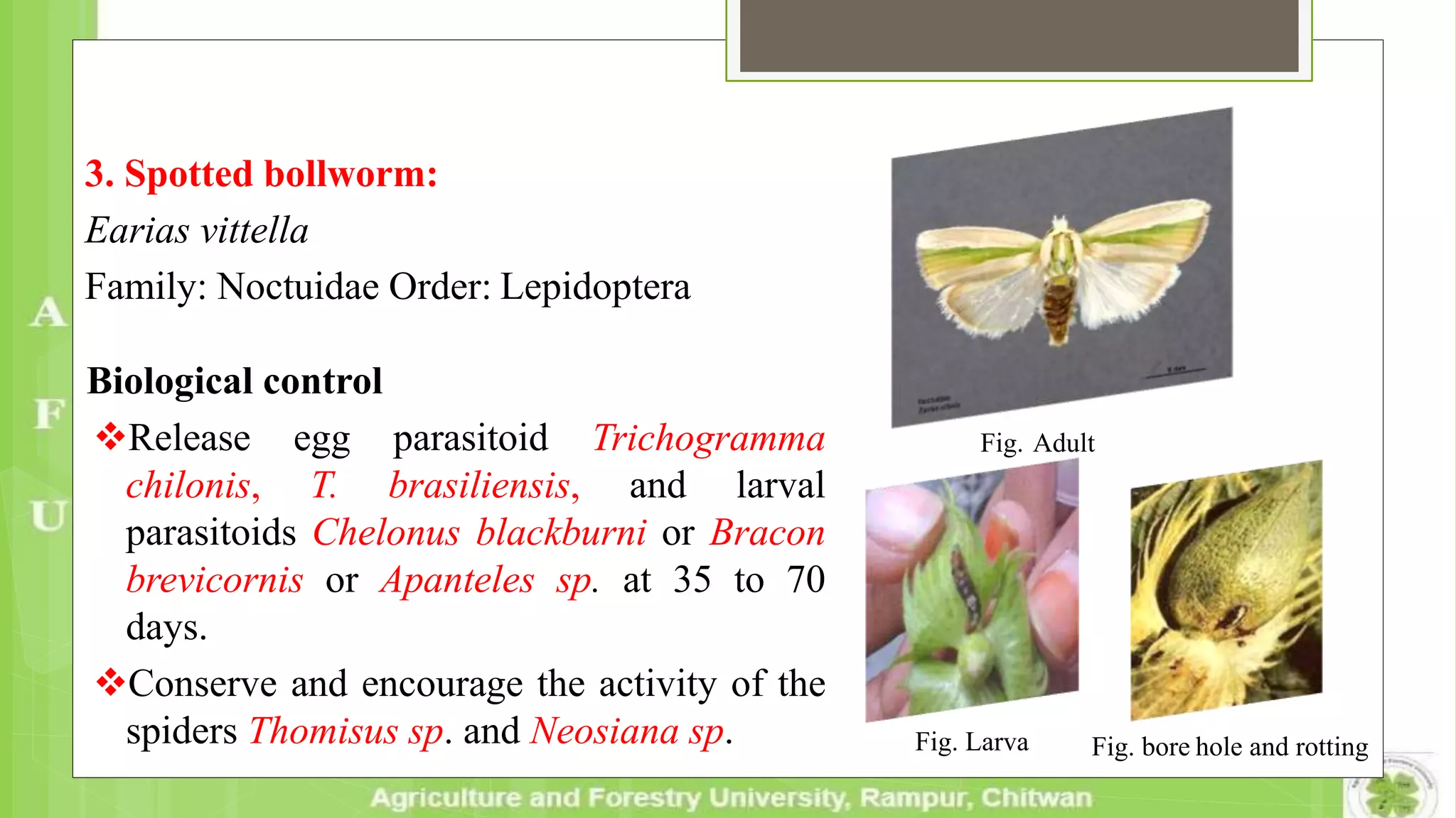 3. Spotted bollworm:
Earias vittella
Family: Noctuidae Order: Lepidoptera
Biological control
Release egg parasitoid Trichogramma
chilonis, T. brasiliensis, and larval
parasitoids Chelonus blackburni or Bracon
brevicornis or Apanteles sp. at 35 to 70
days.
Conserve and encourage the activity of the
spiders Thomisus sp. and Neosiana sp. Fig. Larva Fig. bore hole and rotting
Fig. Adult
 