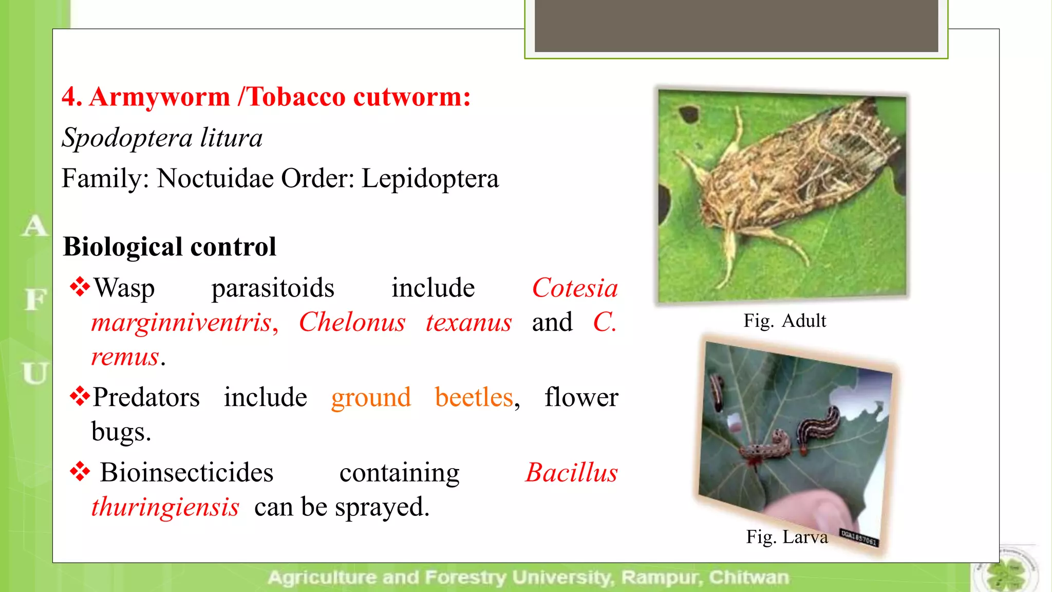 4. Armyworm /Tobacco cutworm:
Spodoptera litura
Family: Noctuidae Order: Lepidoptera
Biological control
Wasp parasitoids include Cotesia
marginniventris, Chelonus texanus and C.
remus.
Predators include ground beetles, flower
bugs.
 Bioinsecticides containing Bacillus
thuringiensis can be sprayed.
Fig. Larva
Fig. Adult
 